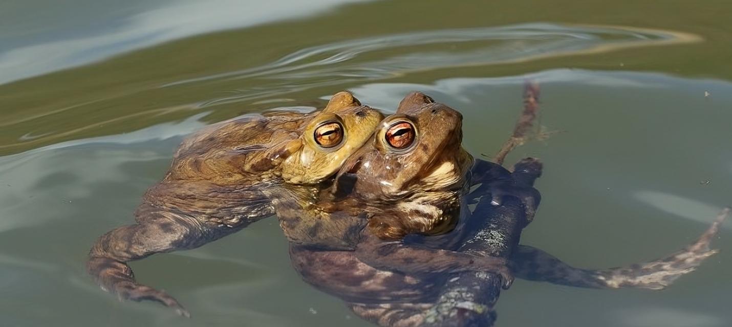 zwei Erdkröten bei der Paarung