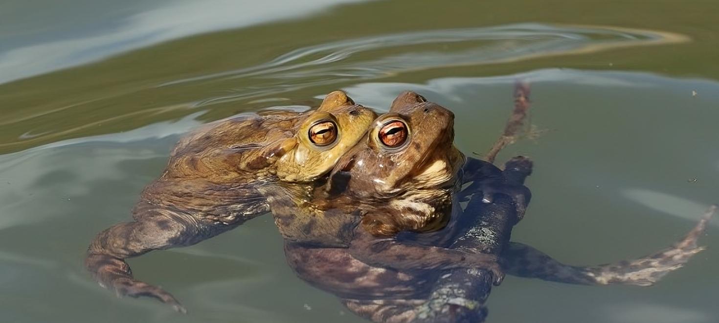 zwei Erdkröten während der Paarung